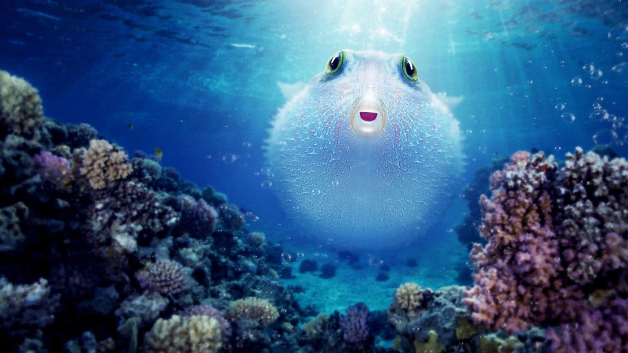 Puff: Wonders of the Reef
