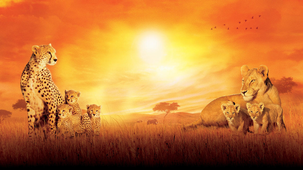 African Cats