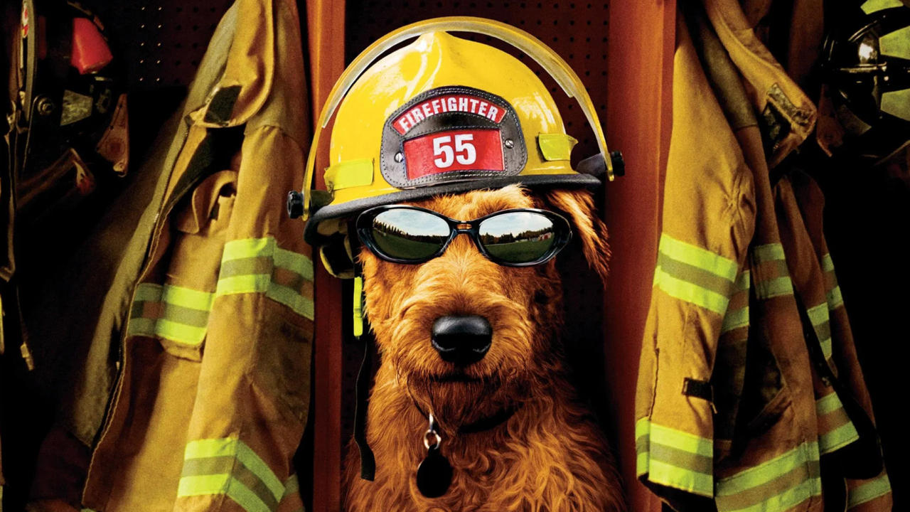 Firehouse Dog