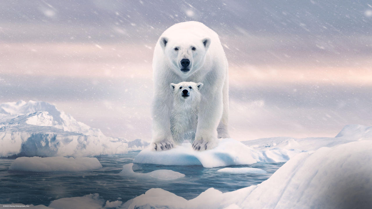 Polar Bear