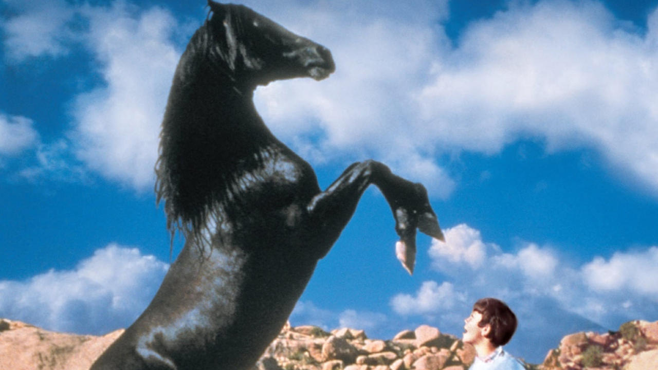 The Black Stallion Returns
